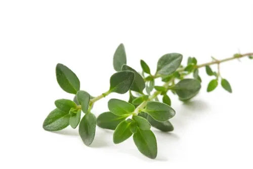 Thyme White Essential Oil